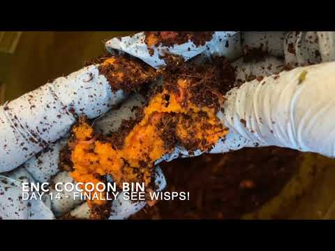 European Night Crawler Cocoons - Update #3 - Finally progress!!