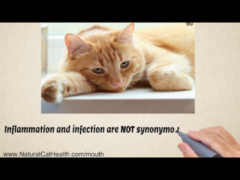 Cure For Stomatitis In Cats is Easy and Natural