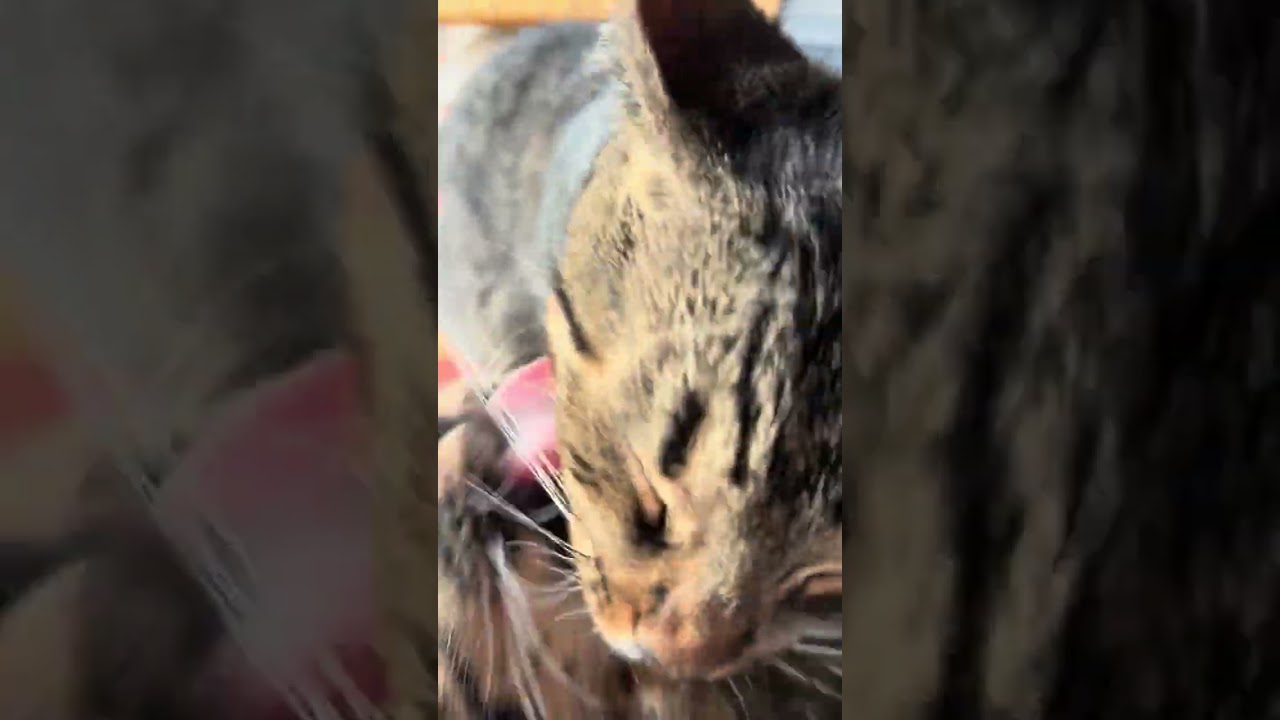 Max, a Adoptable Domestic Short Hair in Pahoa, HI video 6/6