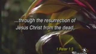 "Tender Mercy" - Kelly Willard