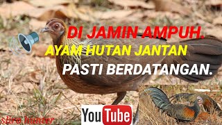 Download lagu Suara pikat ayam hutan‼️ampuh pejantan pasti berdatangan mp3 Download lagu Suara pikat ayam hutan‼️ampuh pejantan pasti berdatangan mp3
