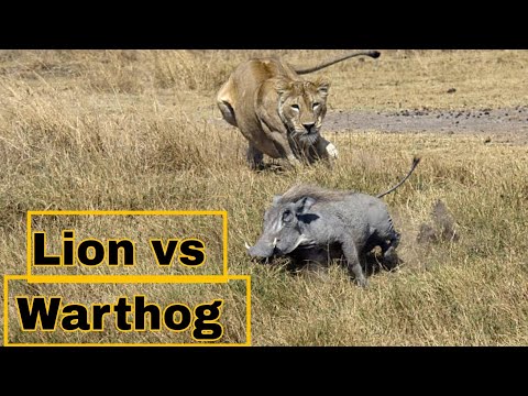 lion hunt warthog | lion hunt warthog in hole | शेर बनाम वॉर्थोग #lion #warthog #animal_world