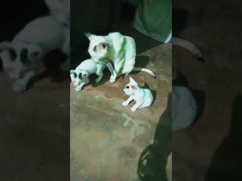 Maa pari kie haba 🙏🙏🙏🙏🙏🙏