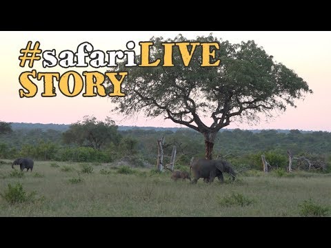 download lagu mp3 mp4 Iconic Trees, download lagu Iconic Trees gratis, unduh video klip Iconic Trees