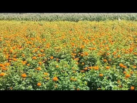 Vijeta zandu full, packaging size: 4 kg carrate