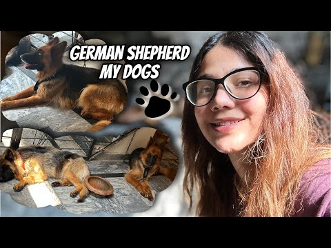 MEAL PLAN SUGGESTION for German shepherd dogs | Summer food | Mahrukh’s Vlogs |