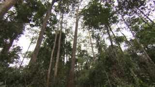 Forests for food security and nutrition 