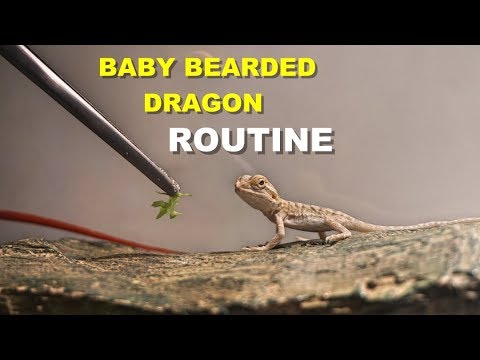 Baby Bearded Dragon Daily Routine  !! Tips On Bearded Dragon Care