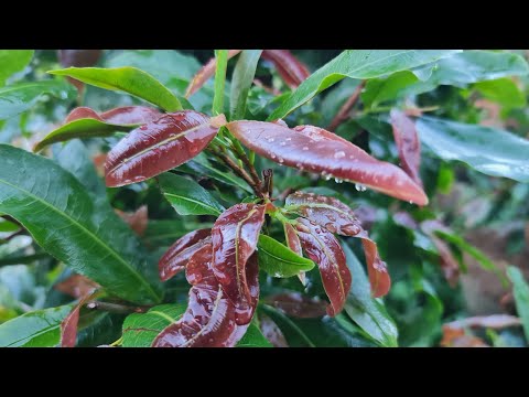 21/7 gl 2 cây lùm tàn thông 1 cốt, huyết long, giảo bông đẹp, (0972757715)