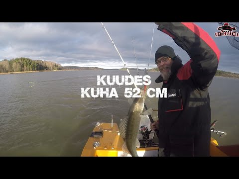 Kuhan vetouistelua merellä