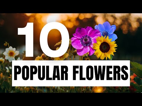The Top 10 Flowers: A Visual Journey of Beauty, Symbolism, and Meaning!