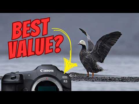 Is the Canon R3 the Best Value Wildlife Camera Right Now?