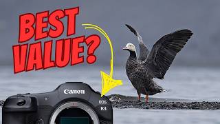 Is the Canon R3 the Best Value Wildlife Camera Right Now?