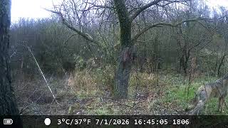 nuovo-avvistamento-di-un-lupo-sui-monti-picentini-ecco-il-video