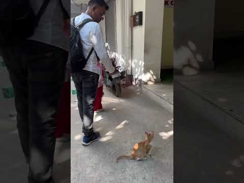 Papa mujhe bacha lo😰😸#trending #shorts #music#funny