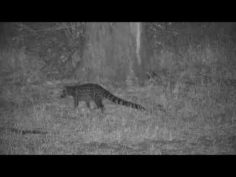 Djuma: Genet hunting for dinner - 23:24 - 07/31/19