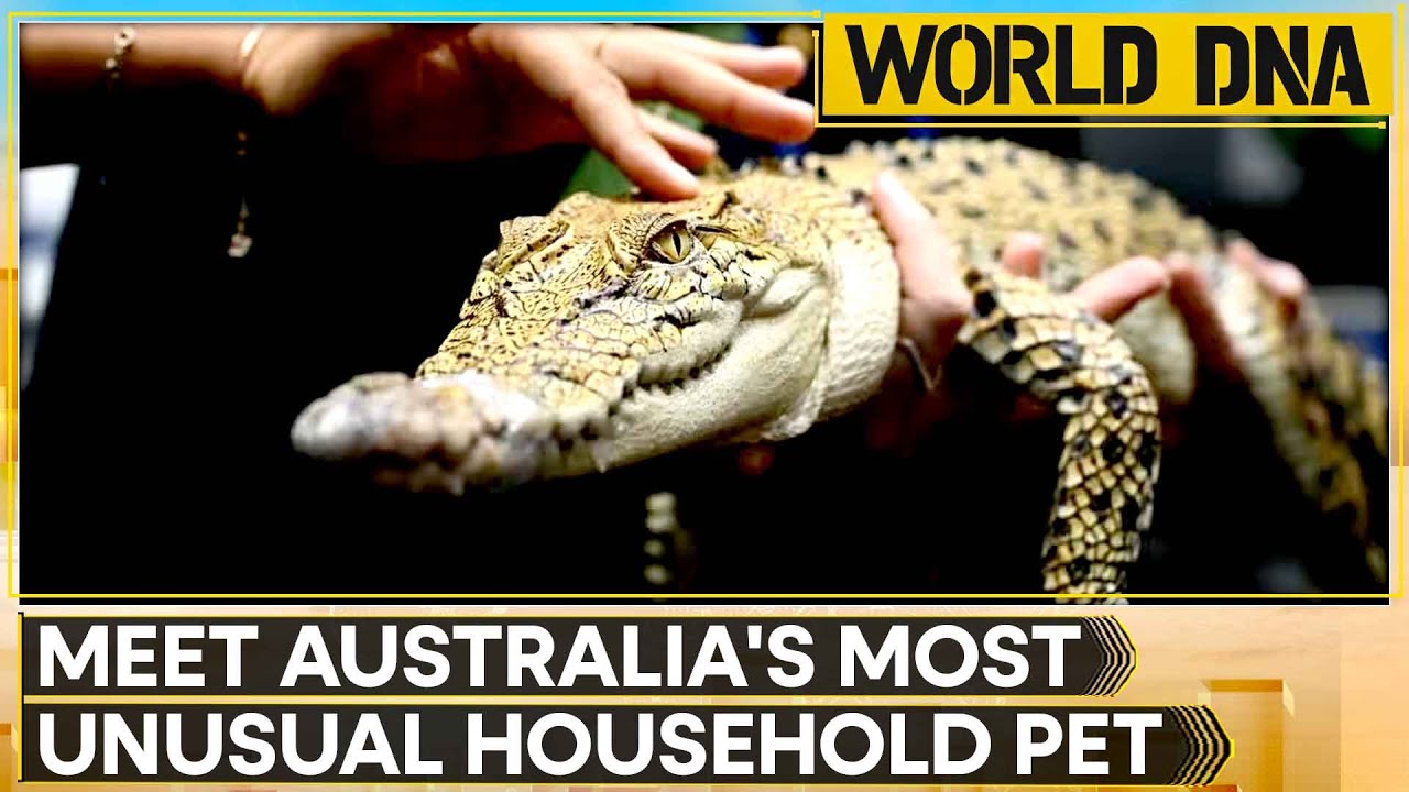Saltwater Crocodiles Among Popular Animals; 60 Licensed Residents Keep Baby Crocodiles | World DNA