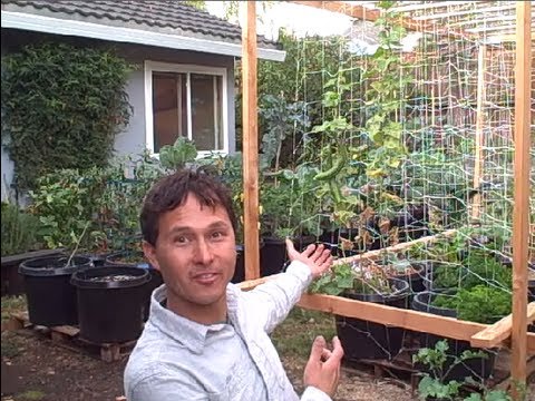 Backyard Organic Container Vegetable Garden Perfect For People Who