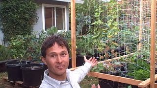 Backyard Organic Container Vegetable Garden Perfect for People Who Rent