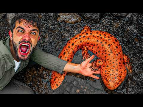 I Found Japan’s LEGENDARY MONSTER – The Giant Salamander