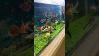 Download lagu Aquarium Fish 🐠 #fish #aquarium #shorts mp3