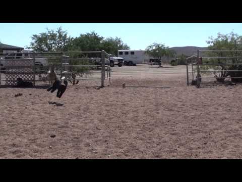 Pro Cutter- Cutting dummy