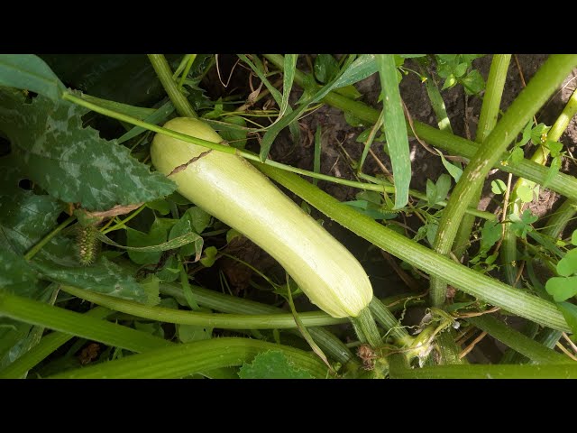 Youtube Video Youtube Video