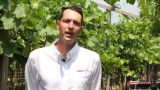 Maschio Gaspardo Corazza 170 - szárzúzó