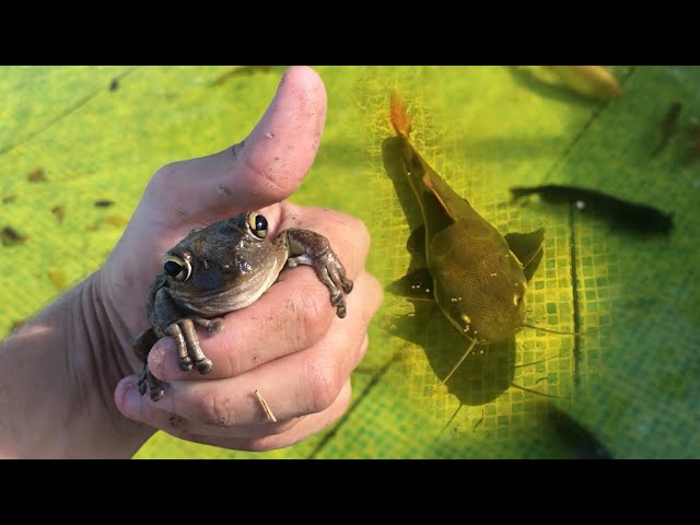 TREE FROG Gets EATEN By GIANT BASS!!