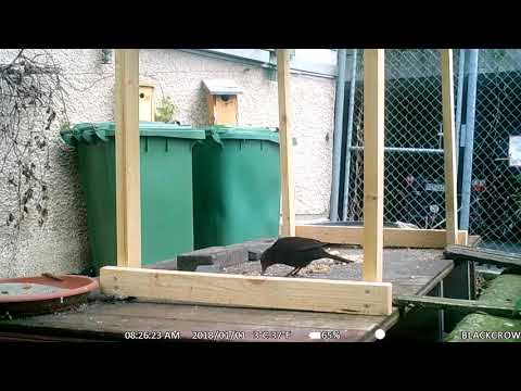 Wildkamera Maginon 27.04.2019 mein kleines Garten Gewusel