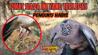 Download lagu Pikat Siapa Ini Yang Terlepas, Penguku Habis.. Sampai Dirumah Langsung Naik SL mp3 Download lagu Pikat Siapa Ini Yang Terlepas, Penguku Habis.. Sampai Dirumah Langsung Naik SL mp3