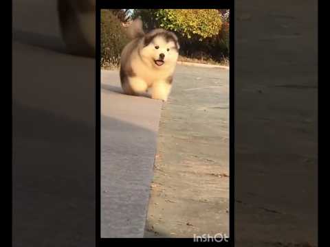 Funny cute Puppy falling down🥰 #10millionviews  #tranding #puppy