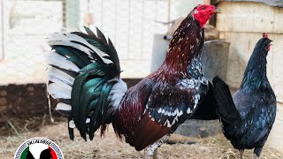 Los spangle penny hatches 760-805-7833