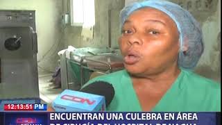 Encuentran una culebra en área de cirugía del hospital de Nagua