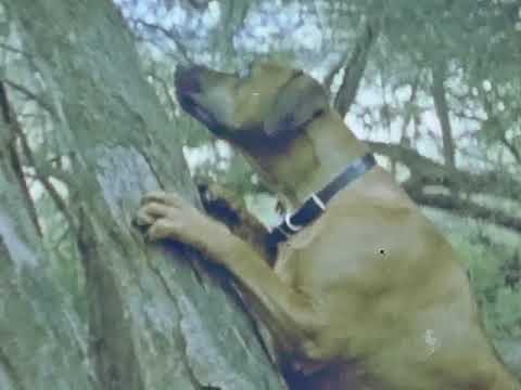 Kodak 50D Super 8 processed in C-41