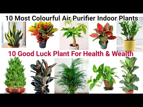 , title : '10 Air Purifying Indoor Plants for Styling Your Home |शुभ फल और दौलत देने वाले 10 इंडोर पौधे'