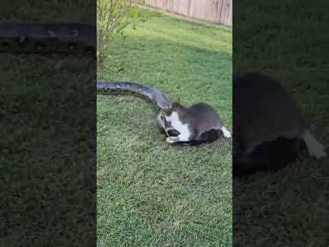 Doorstep War — Lone Cat vs Giant Anaconda #Shorts