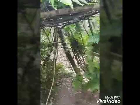 ወደ ጫካ ገብቻለው የ ሶርያ የቀን ጅቦች ውጡልን