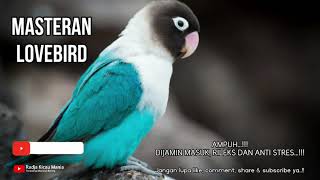 Download lagu Masteran Lovebird For Murai Kacer Guaranteed Entry and Anti Stress With Flowing Water Therapy...!!! mp3