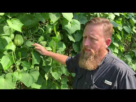 Growing Mirlitons in Louisiana