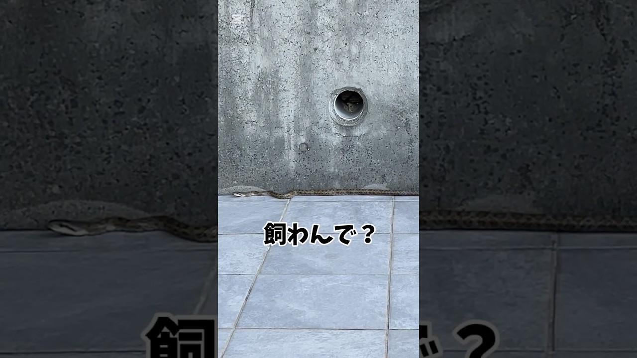 わが家に珍客が来ました😅 #shorts