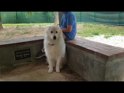 Miriam, an adopted Great Pyrenees in Indian Trail, NC_image-1