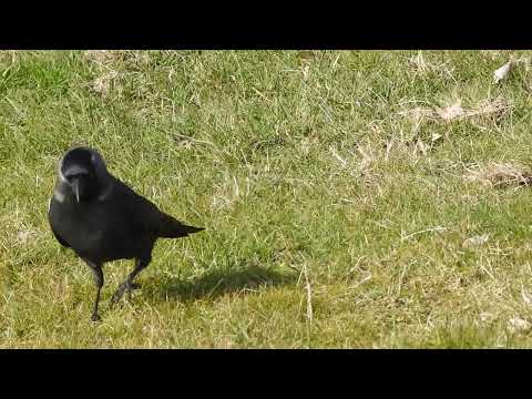 Noordse Kauw/Nordic Jackdaw, Amsterdam Zuid-Oost, The Netherlands, 22-03-2022.