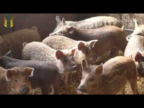 QUALITY WMODR - czym jest autorski system WMODR