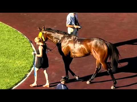 ASCOT 14 NOV 15, RACE 7 - HAZZABEEL (NZ) - DANIEL MORTON/LUCY WARWICK