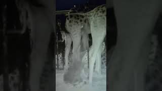 Newborn giraffe arrives with a bump at Chester Zoo #shorts
