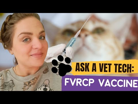 Ask a Vet Tech Series-FVRCP vaccine for Cats