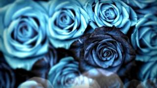 Blue roses