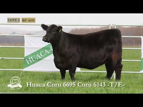 HUACA CURU   VAQUILLONAS PP   LOTE 2