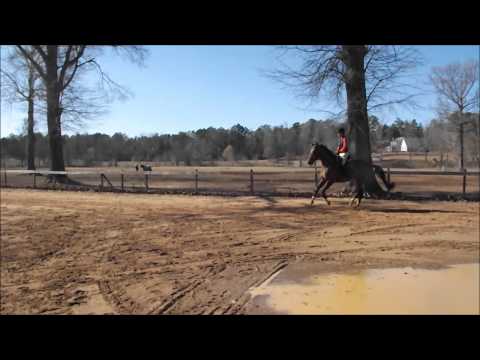 flashy canter left lead